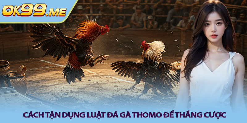 Cách tận dụng luật đá gà thomo để thắng cược