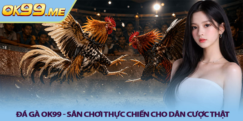 Đá gà OK99 - Sân chơi thực chiến cho dân cược thật